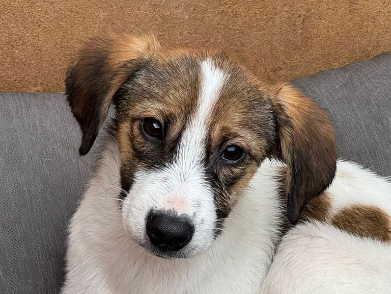 ♥JONNY♥ neu auf Pflegestelle bei Köln - bezaubernder, sehr lieber kleiner Hundemann 38 cm