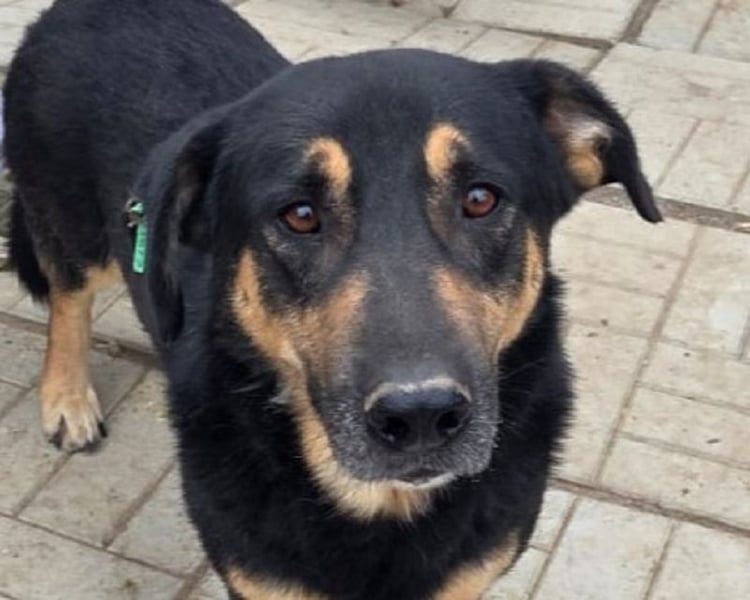 ♥PAULE♥ hübscher, charmanter, verschmuster, offener und selbstbewusster kleiner Rüde 38 cm