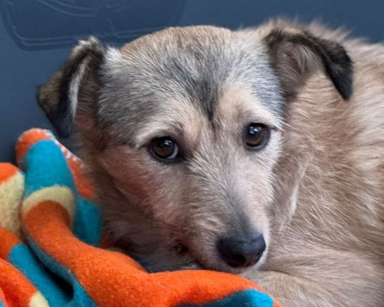 ♥PEPPI♥ neu auf Pflegestelle in Köln - niedliche, zarte, noch unsichere kleine Maus 37cm