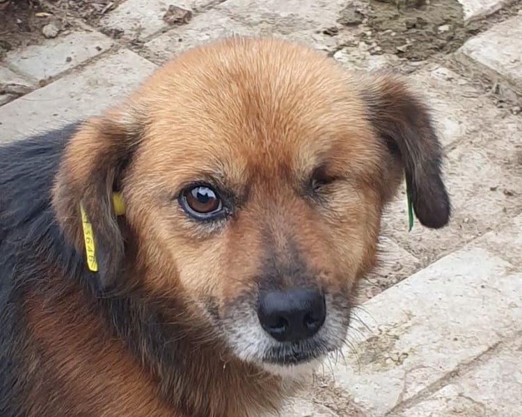 ♥SPIRELLI♥ neu auf Pflegestelle bei Köln - verschmuster, anhänglicher, ruhiger kleiner Rüde 37 cm