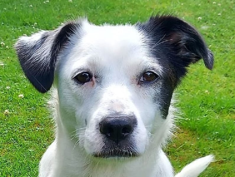 ♥SUNNY♥ auf Pflegestelle bei Leverkusen - niedliche, verschmuste, fröhliche kleine Zuckermaus 34cm