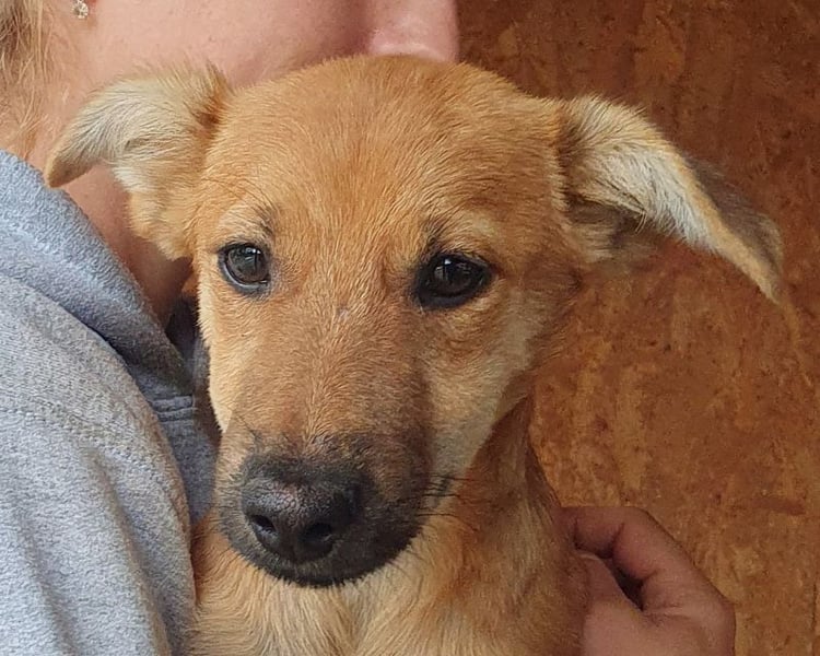 ♥DAISY♥ ab 15. Nov auf Pflegestelle bei Köln-total verschmustes,verspieltes Hundekind 38cm (wachsend