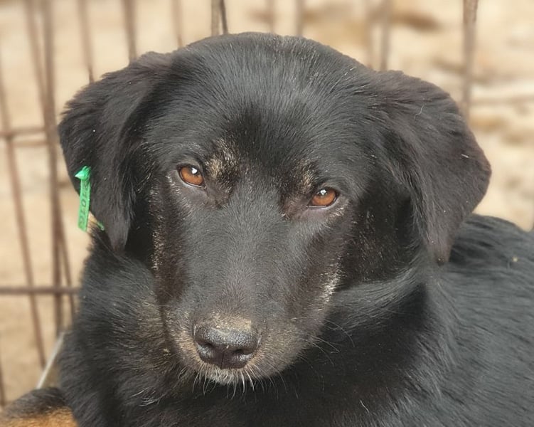 ♥MARIA♥ wunderbare, ausgeglichene, eher ruhige kleinere Junghündin 39 cm