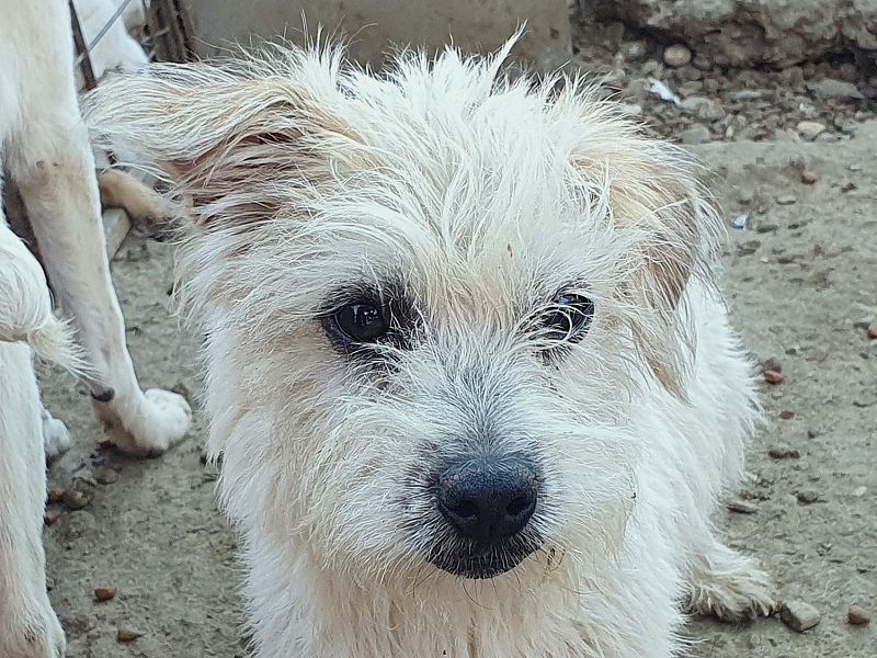♥CHARLY♥ neu auf Pflegestelle bei Köln-sehr menschenbezogener, zarter kleiner Wuschel-Rüde 28cm