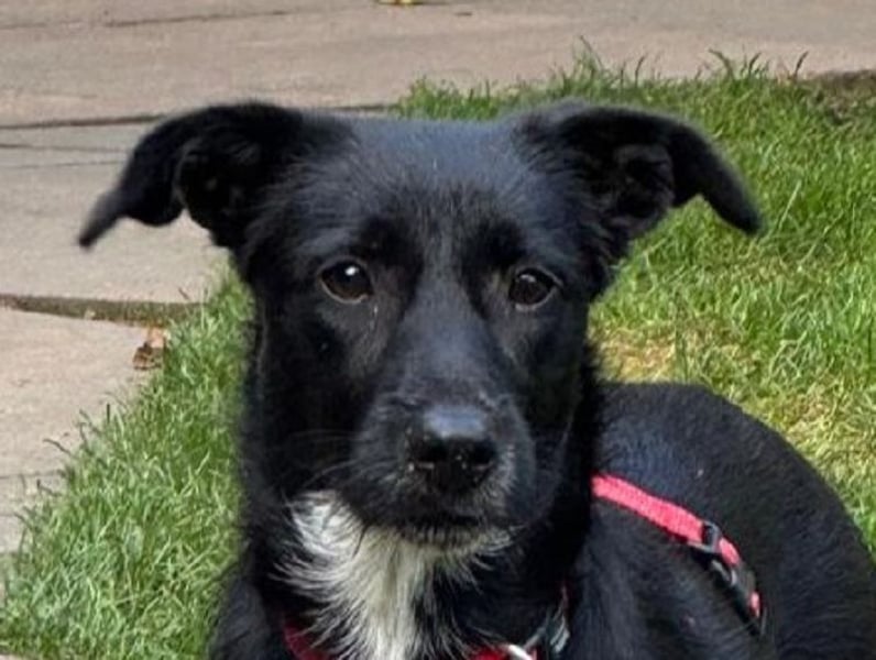 ♥PÜPPI♥ auf Pflegestelle bei Duisburg - verspielte, sanfte Schönheit 32 cm (wachsend)