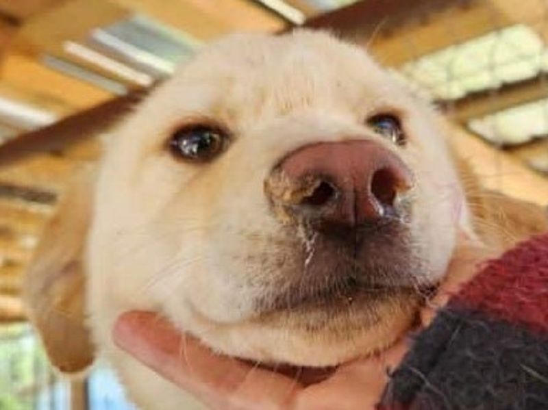 ♥ELIAS♥ süßer, sehr zutraulicher, verspielter Bub,der aussieht wie ein kleiner Eisbär 35cm (wachsend