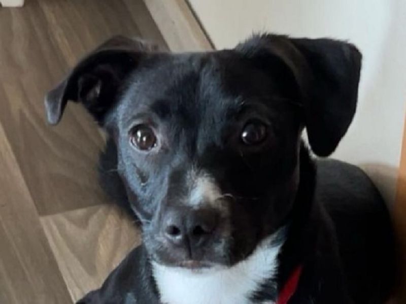 ♥LUISA♥ verliert ihr Zuhause bei Osnabrück - zuckersüßer verspielter Schatz 34 cm
