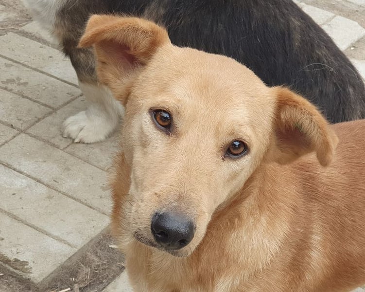 ♥RICHIE♥ fröhlicher, schlauer, kleiner Wirbelwind mit einem riesigen Herzen 36 cm