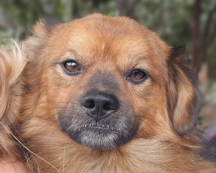 ♥BARLEY♥ neu auf Pflegestelle bei Köln - zuckersüßer, verschmuster, anhänglicher Schatz 33 cm