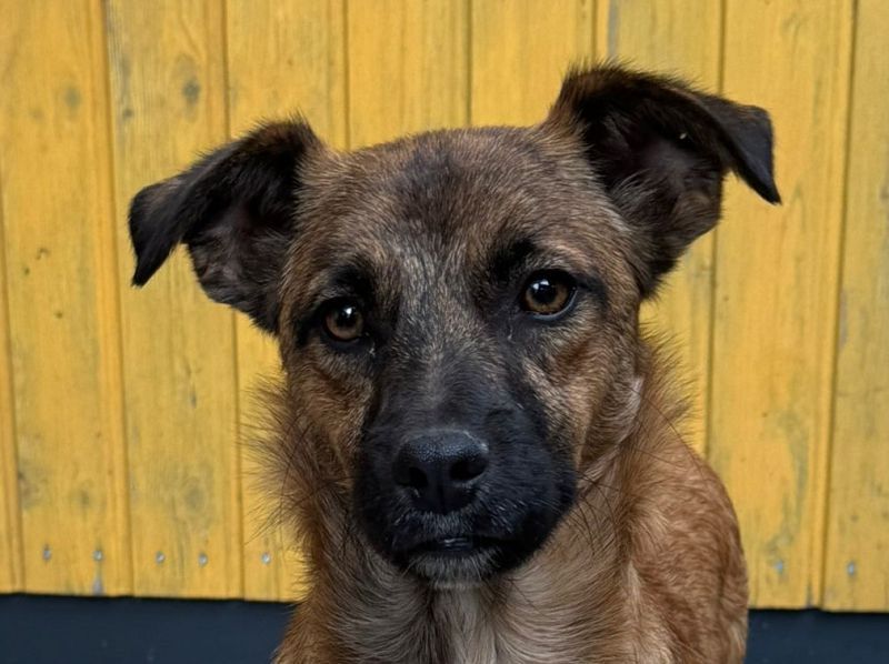 ♥PACO♥ auf Pflegestelle bei Köln - süßer, verspielter, lieber kleiner Jungrüde 39 cm