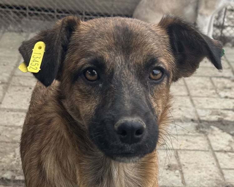 ♥PACO♥ ab 18. Okt auf Pflegestelle bei Köln - süßer, aufgeschlossener kleiner Jungrüde 36cm