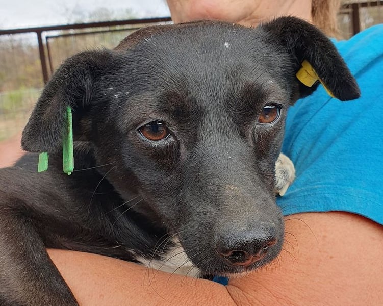 ♥SENNA♥ zuckersüße, liebe, noch unsichere kleine Hündin, die im Tierheim sehr gestresst ist 36 cm