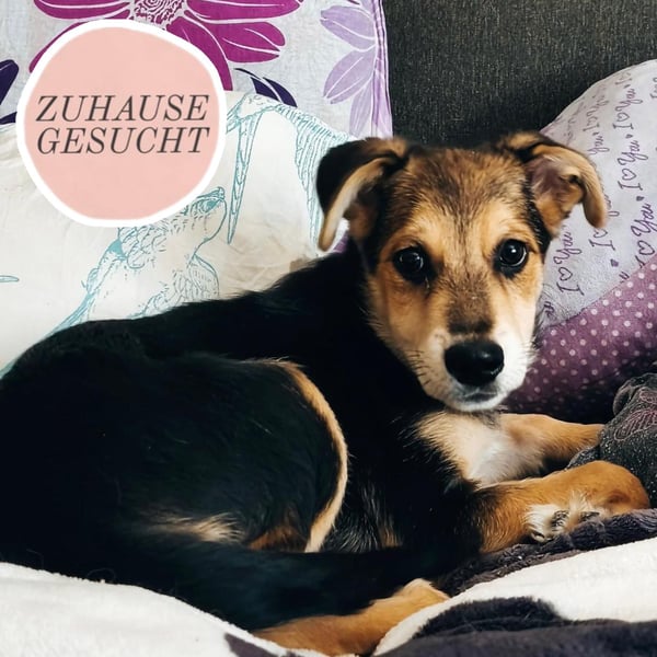 Welpe Hogan sucht sein Zuhause ❤️