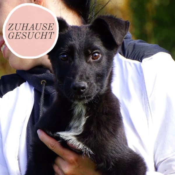 Aufgeschlossener ECHO sucht sein Zuhause ❤️