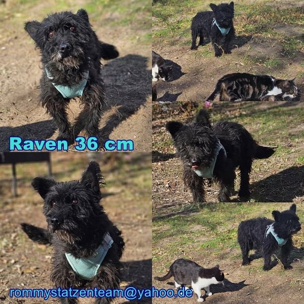 Raven - aktiv, fröhlich und unkompliziert
