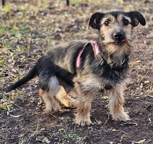 Samba, eine ruhige, freundliche Hündin