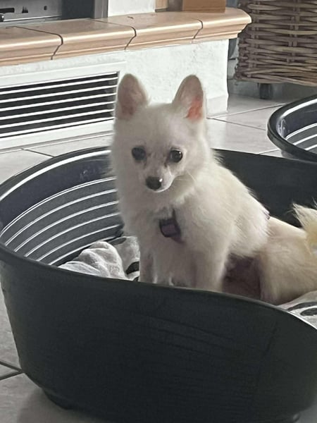 Maeve sucht ein liebevolles Zuhause