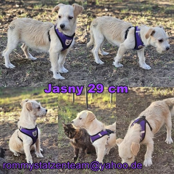 Jasny ist aktiv und neugierig