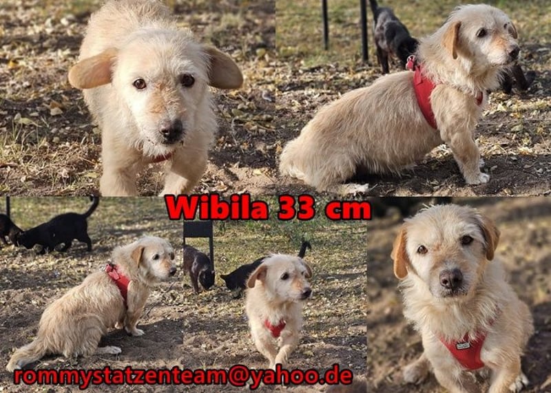 Wibila ist eher der gechillte Typ Hund
