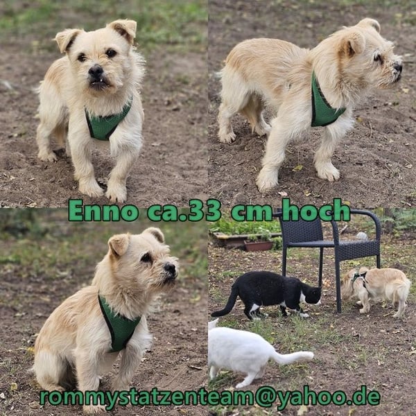 Enno sucht die Nähe zum Menschen