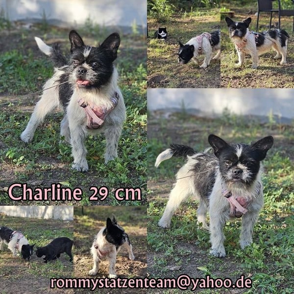 Charline ist ein aktiver Schatz