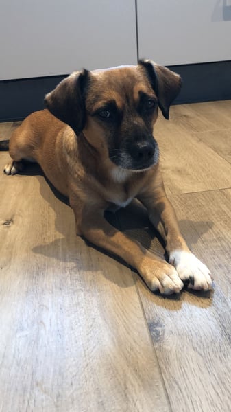 Raya ❤️Pflegefamilie 27252 Schwaförden