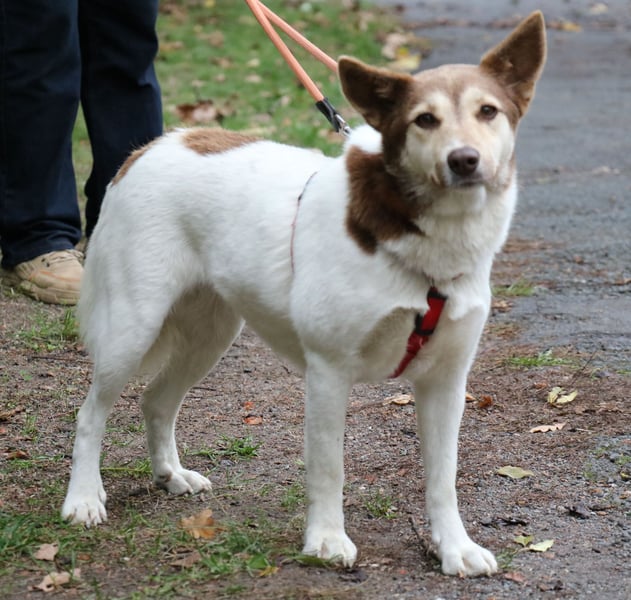 Vanessa 37 cm geb. 03/2023 ist eine tolle Familienhündin