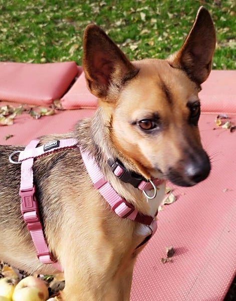 KIKA - auf Pflegestelle in 36115 Hilders!