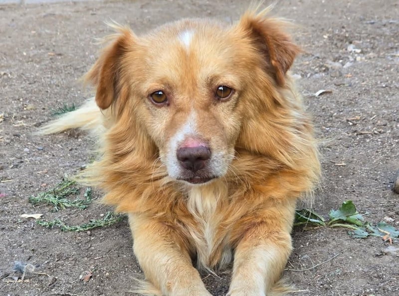 BON JOVI- kleiner Herzensbube sucht sein Glück