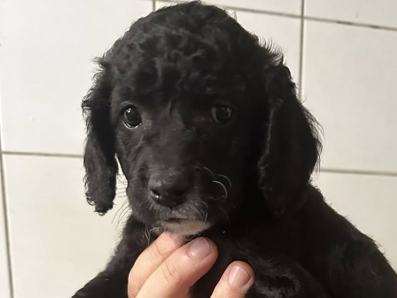 Hundekin FERDI wünscht sich eine Familie mit Herz