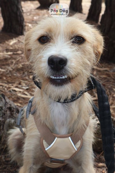 Maggie auf Pflegestelle in Versmold