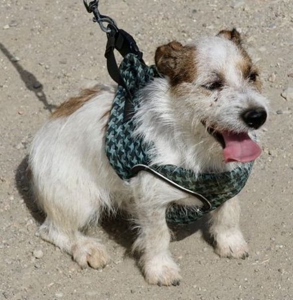 Beau - freundlich, zutraulich und verträglich