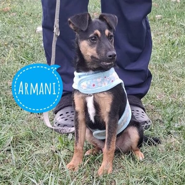 Armani ein kleiner Schatz