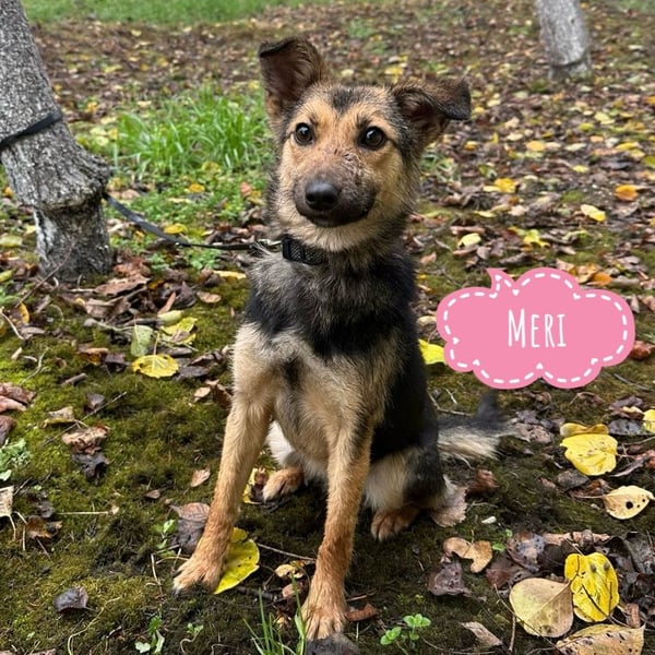 Meri ein absoluter Schatz