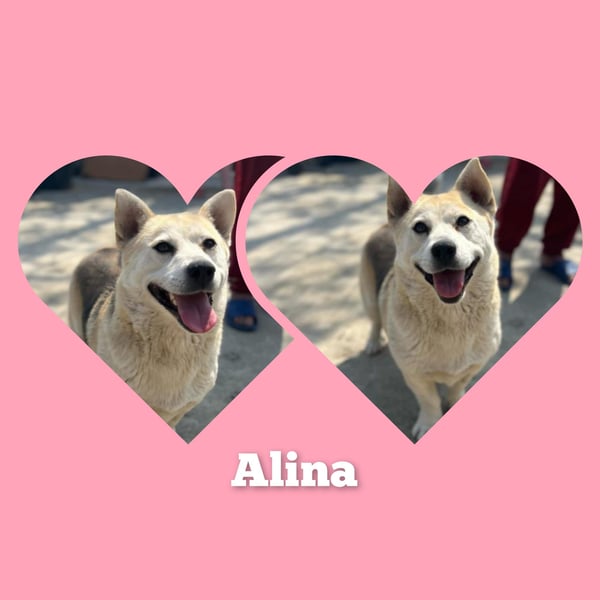 Mädel Aluna 35 cm, möchte Rumänien schnell verlassen