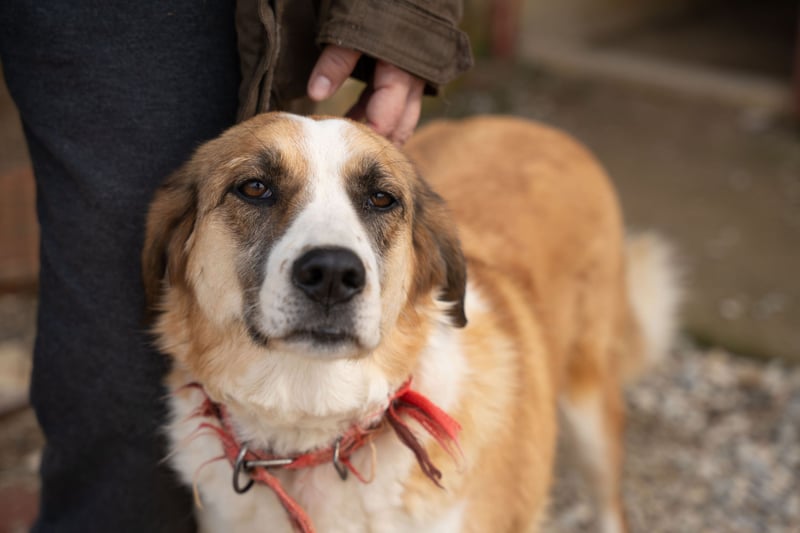 Anne - Eine sanfte Seele sucht endlich ihr eigenes Leben