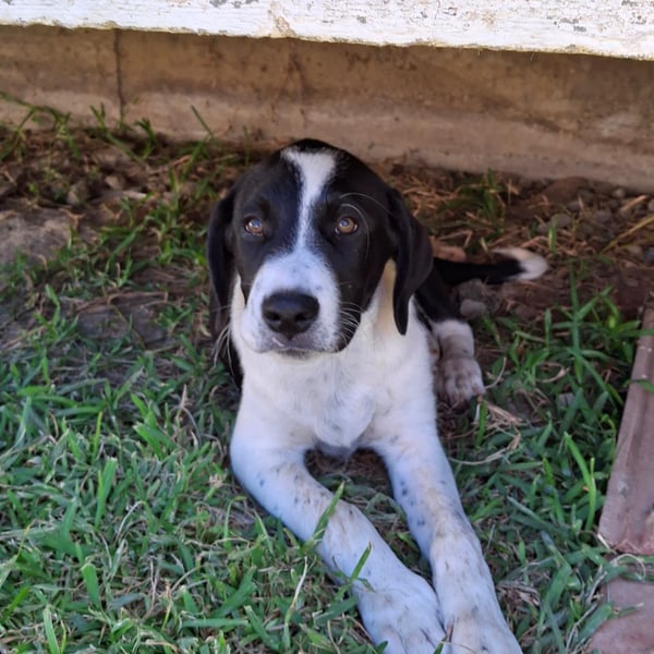 Sophia sucht ein Zuhause / eine Pflegestelle
