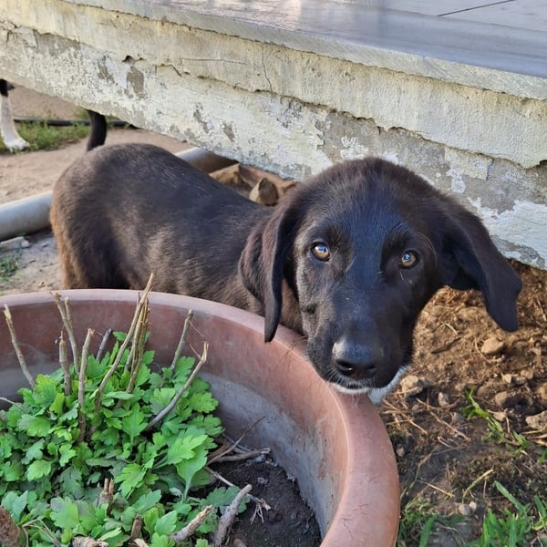 Amara sucht ein Zuhause / eine Pflegestelle