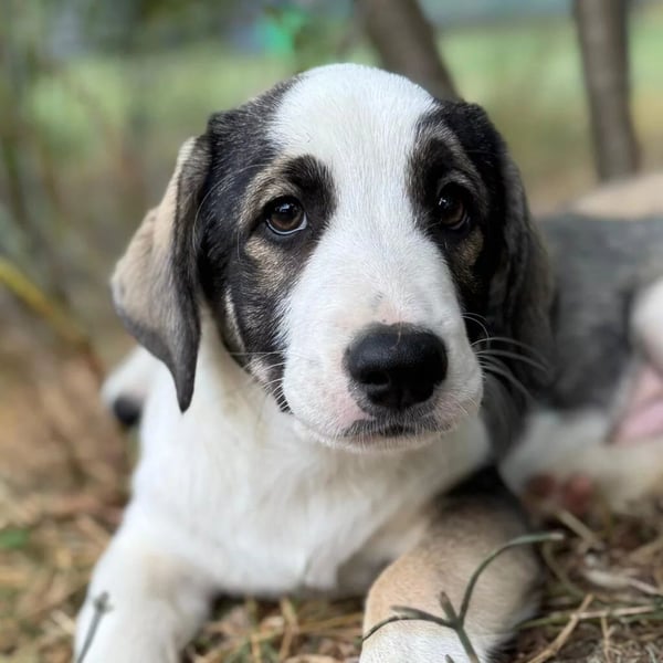 Biscuit - sanfter Schmusebär sucht seine Herzensmenschen