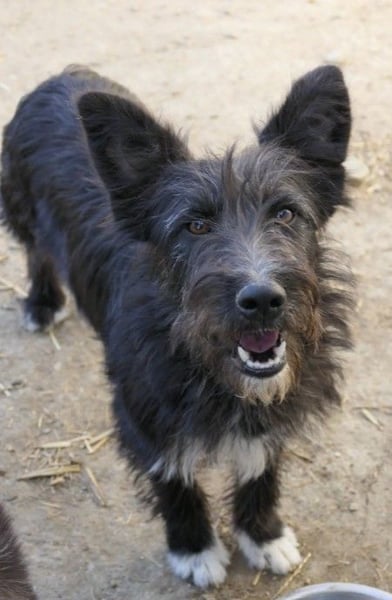 Aufgeweckte Susi sucht ihre Familie