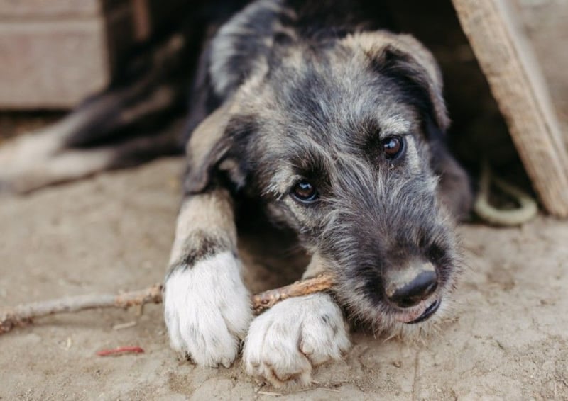 EDDA - verschmustes, liebes Welpenmädchen sucht ihre Familie