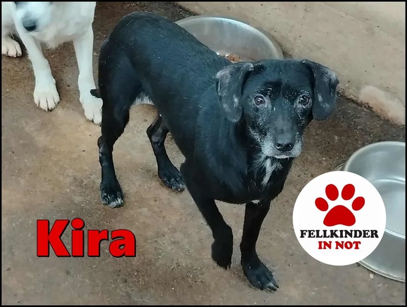 schüchterne Mischlings-Hündin Kira sucht ein Zuhause oder Pflegestelle