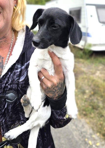 Sweety, ein Sonnenschein auf 4 Pfoten sucht ein Zuhause.