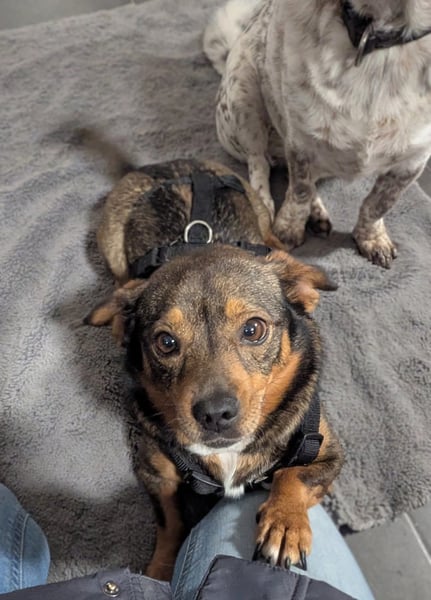 Zaubermaus Mini sucht liebevolles Zuhause