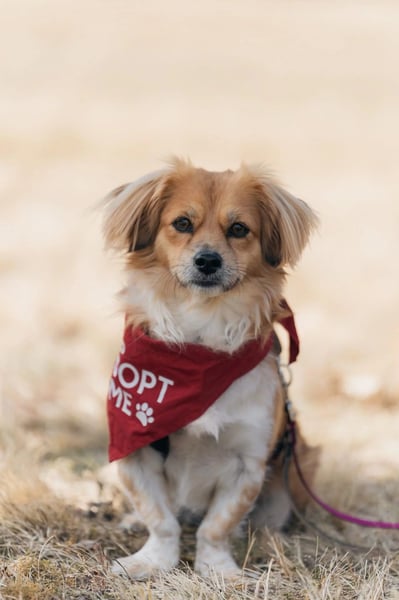 ELENORA - fröhliche & verschmuste Hündin sucht ihre Herzensmenschen