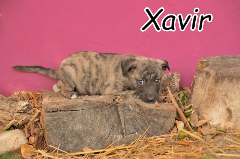 Darf Xavir bei dir Strahlen?