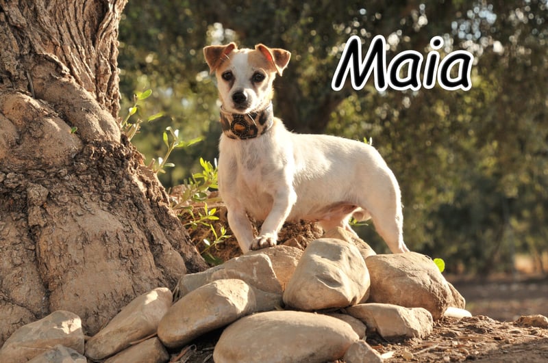 Schenken Sie Maia Liebe und Geborgenheit?