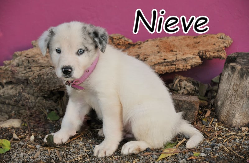 Darf Nieve dein Herz erobern?