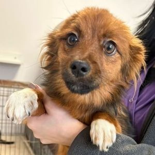 BELLA kleines Herzchen sucht Liebe