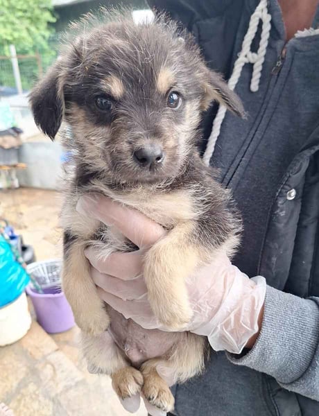 ⭐️ANGELO⭐️, Rüde, 7 Monate, 19 cm, Mischling, Tierschutz